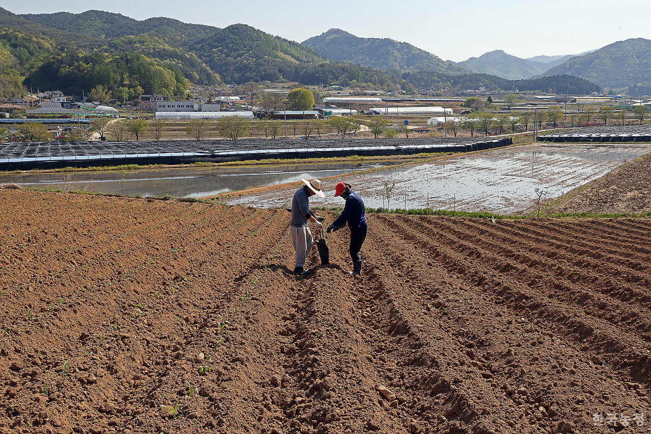 지난달 29일 강원 홍천군 영귀미면 노천리 비탈진 밭에서 젊은 부부가 옥수수 모종을 심고 있다.
