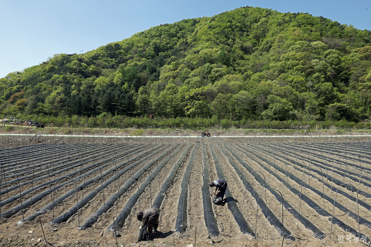 지난달 28일 충북 괴산군 문광면 옥성리 밭에서 농민들이 오이 줄기를 매달 줄을 설치하고 있다.