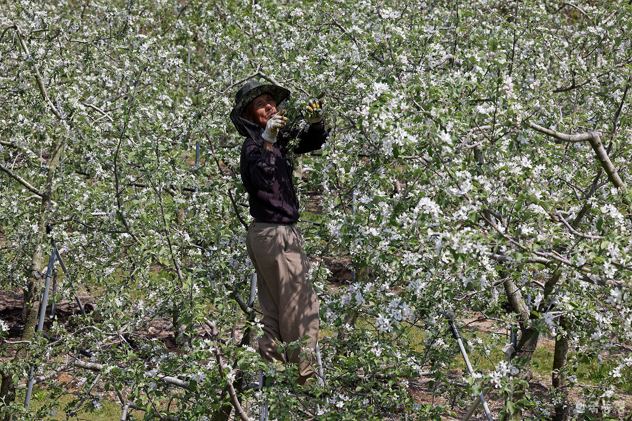 지난달 28일 경북 문경시 문경읍 갈평리 과수원에서 한 농민이 사과꽃 솎기를 하고 있다.