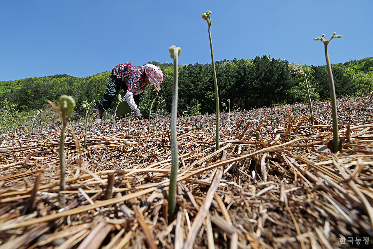 지난달 28일 경북 상주시 은척면 황령리 비탈진 밭에서 한 여성농민이 고사리를 끊고 있다.