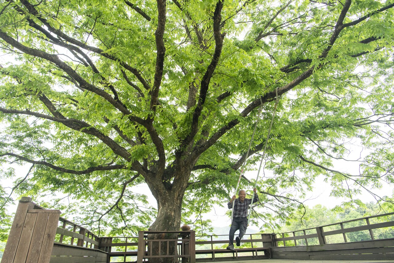 안상희 우리씨앗농장 대표가 느티나무 그네를 타면서 함박웃음을 짓고 있다.