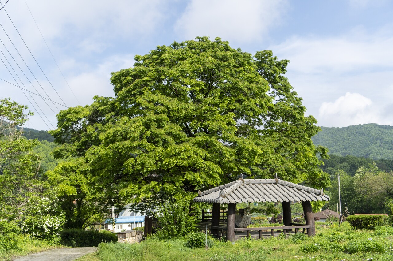 괴산 우리씨앗농장의 느티나무 전경.