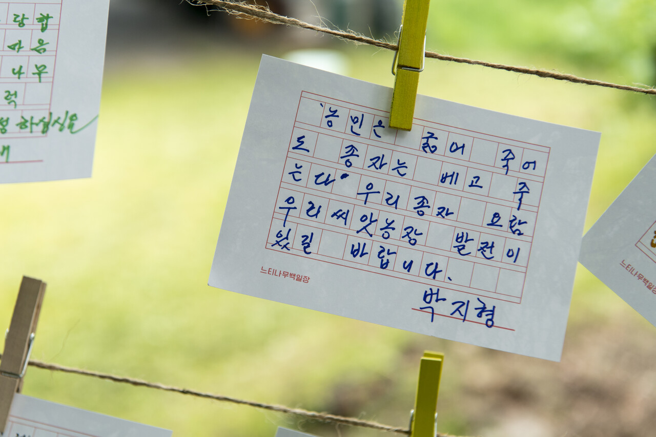 느티나무에게 전하는 덕담카드가 바람에 나부낀다.