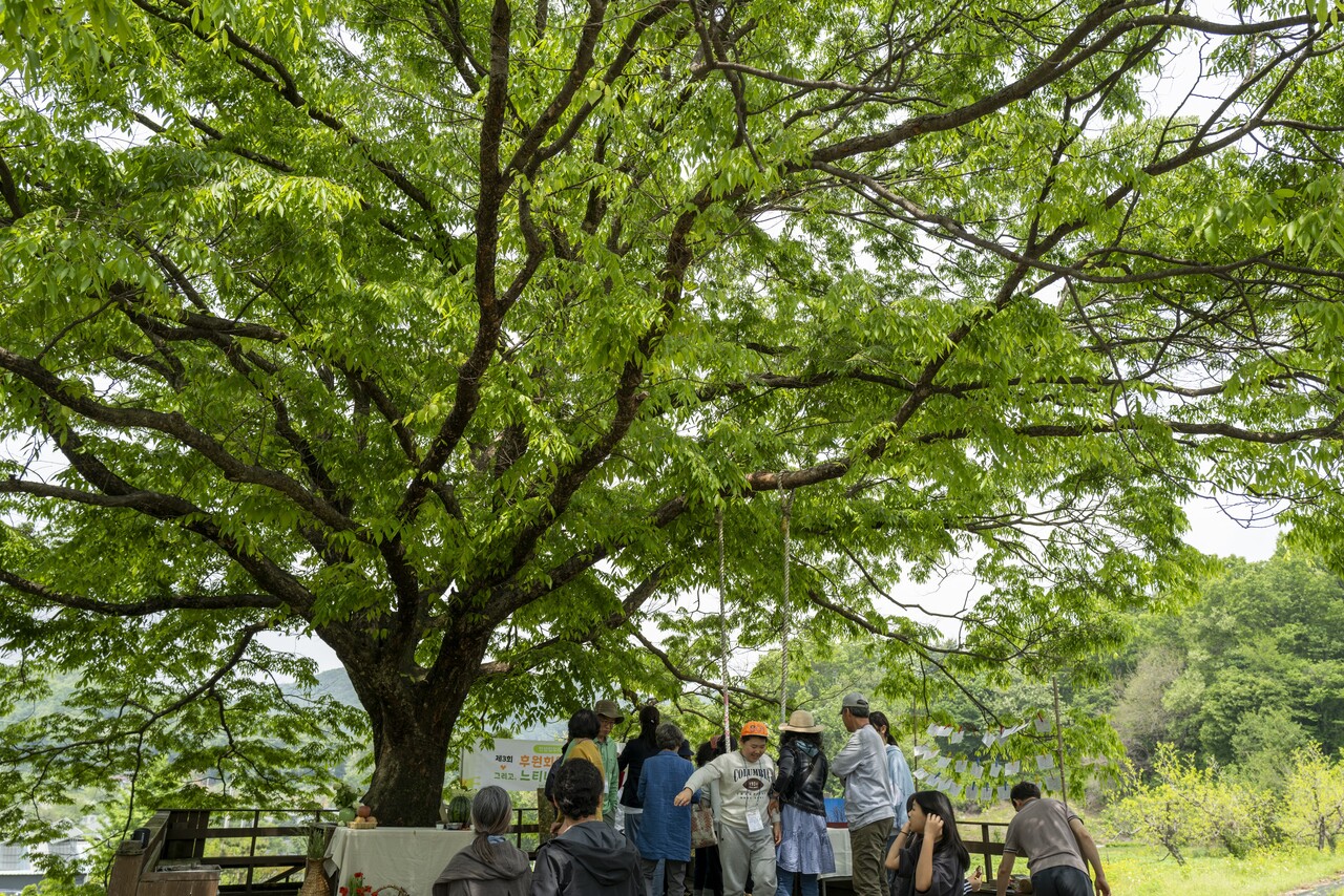 느티나무 아래 모인 사람들이 즐거운 시간을 보내고 있다.