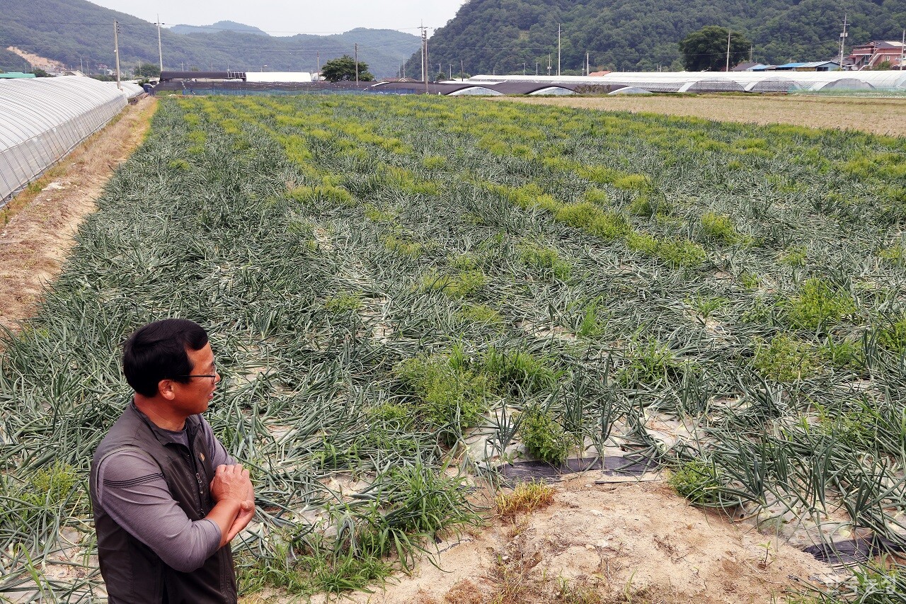 지난 26일 가락동농수산물도매시장 양파 도매가격(상품 기준)이 1kg에 556원으로 최저점을 기록한 가운데 이날 오후 경상북도 고령군 덕곡면 일원에서 만난 농민 이동원씨가 내달 15일경 수확할 만생 양파 포전을 둘러보고 있다. 이씨는 최근 출하한 중생 양파의 경우 생산비에도 못 미치는 500원대(1kg)의 가격을 받았다. 한승호 기자