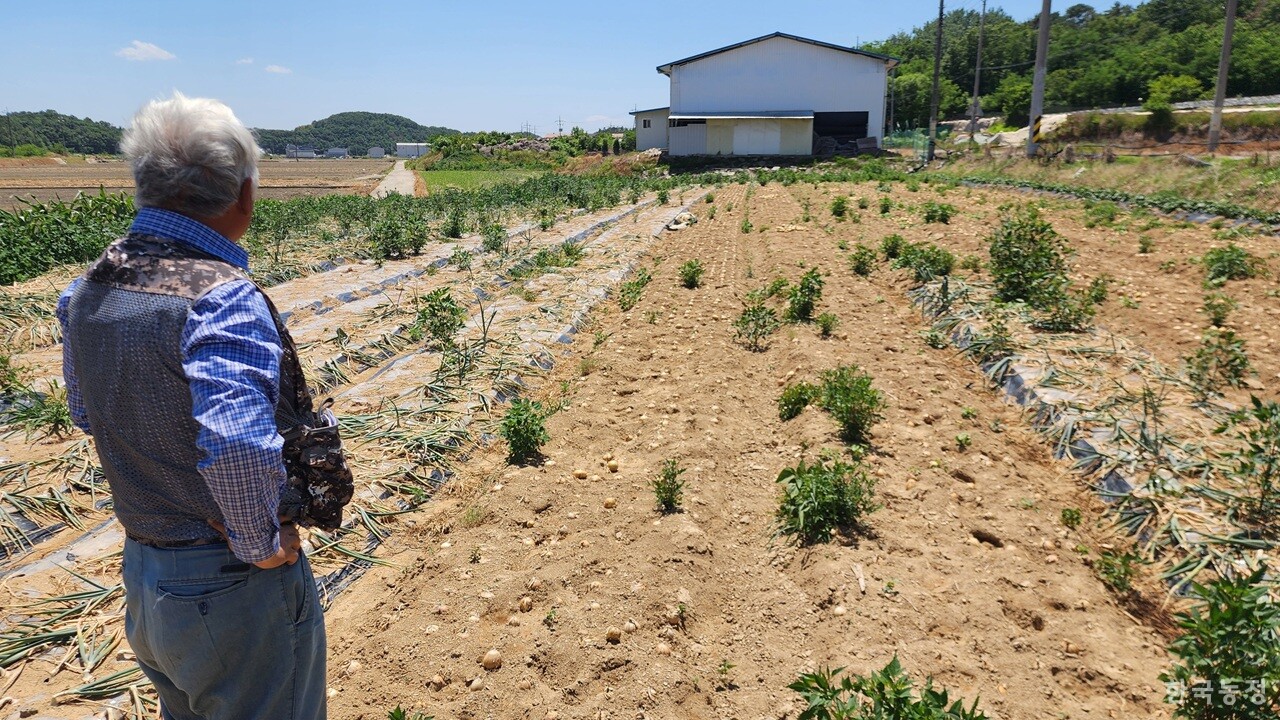 4일 경남 창녕군 대합면 일원에서 성유경 (사)전국양파생산자협회 경남도지부 사무처장이 비닐을 걷었지만 생육 피해가 심해 수확을 사실상 포기한 양파밭을 둘러보고 있다. 양파 크기가 탁구공 정도밖에 안 될 만큼 생육이 제대로 이뤄지지 않았다. 