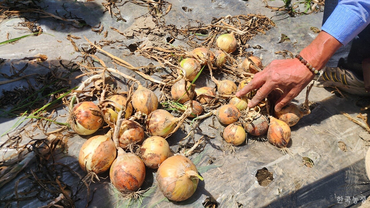 경남 산청군 생초면의 양파밭에서 농민이 제대로 생육하지 못한 양파 상태를 보여주고 있다. 포전에선 상품 양파를 찾아볼 수 없을 만큼 저온피해로 인한 생육 부진이 극심한 실정이다.