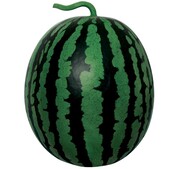 맘모스꿀수박. 팜한농 제공 