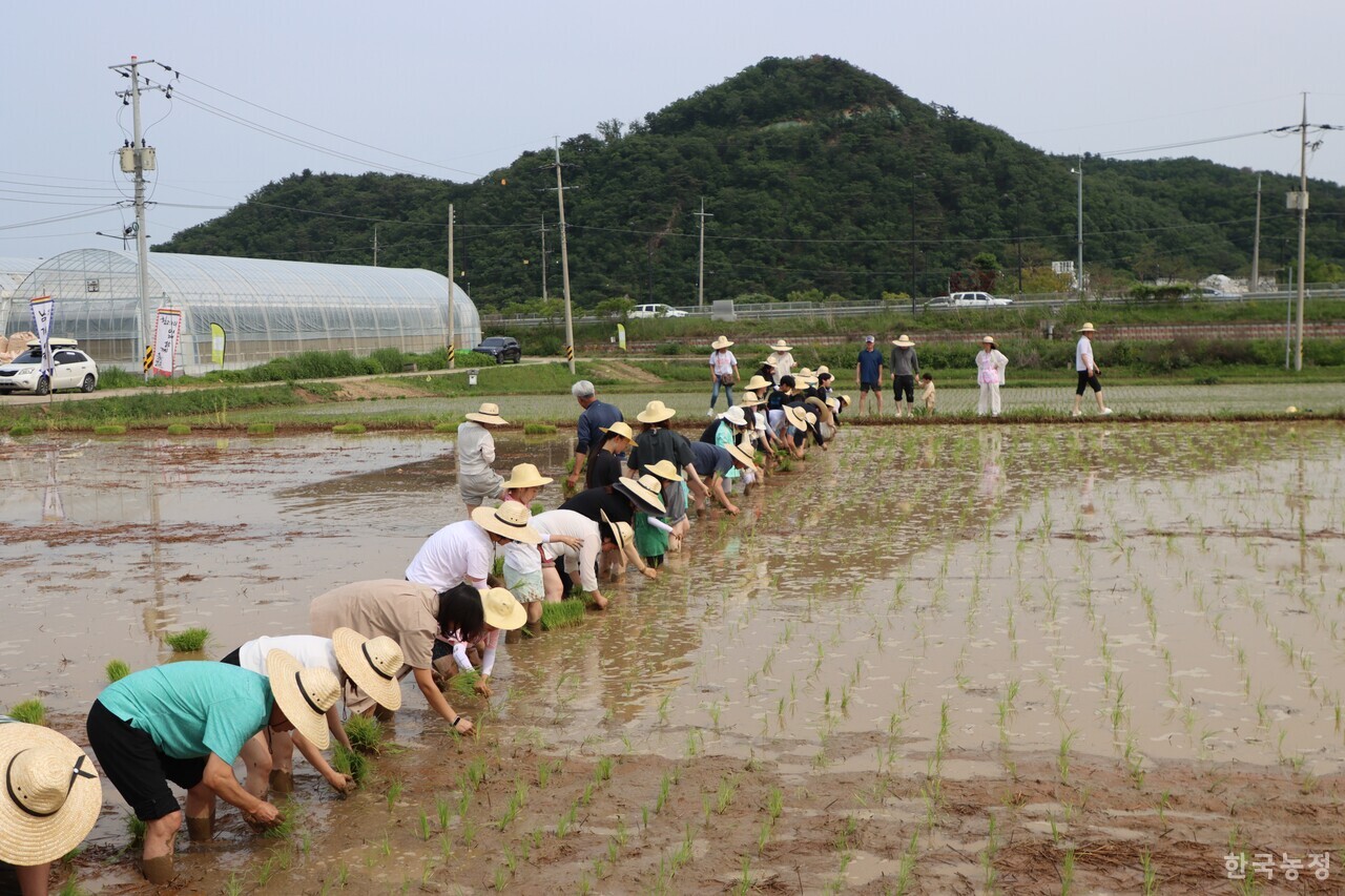 지난달 31일 농업먹거리청년모임과 임진여울영농조합법인이 개최한 도농교류 행사에 참가한 시민들이 경기도 연천군 군남면의 친환경 논에서 손모내기를 하고 있다.