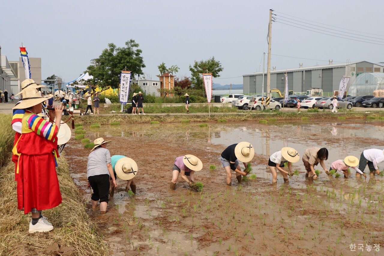 지난달 31일 농업먹거리청년모임과 임진여울영농조합법인이 개최한 도농교류 행사에 참가한 시민들이 경기도 연천군 군남면의 친환경 논에서 손모내기를 하고 있다. 왼쪽 논두렁에서 한 농민이 태평소를 불며 손모내기하는 시민들의 흥을 북돋우고 있다.