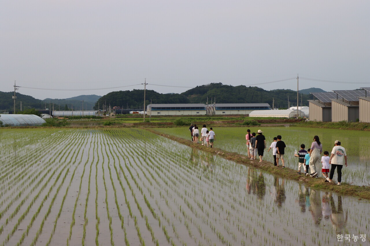 지난달 31일 농업먹거리청년모임과 임진여울영농조합법인이 개최한 도농교류 행사에 참가한 시민들이 경기도 연천군 군남면의 논길을 걸으며 수원청개구리 울음소리를 경청하고 있다.