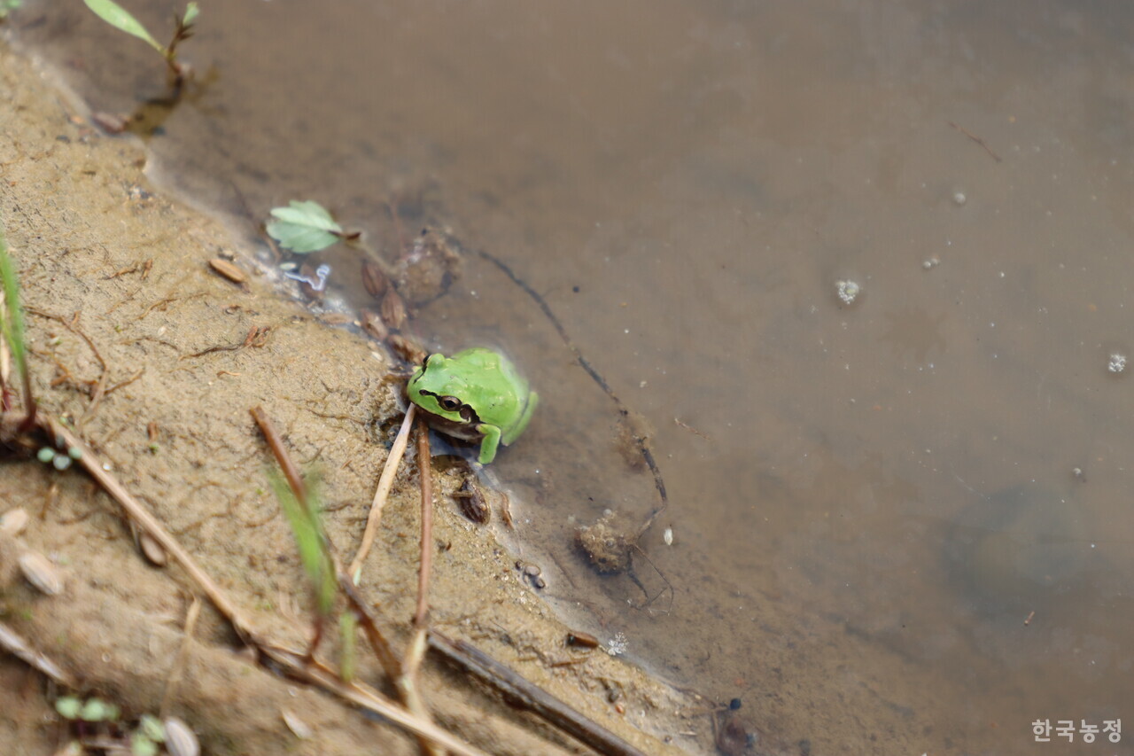 경기도 연천군 군남면 논기슭의 청개구리. 울음소리를 내지 않았기에 정확히 어떤 청개구리인지 확인은 어려운 상황이었으나, 수원청개구리일 가능성도 배제할 수 없다.