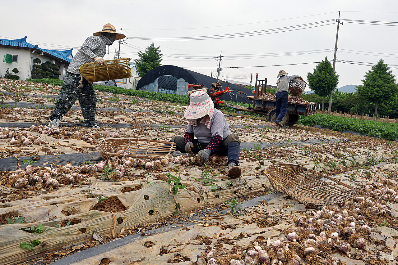 지난 2일 충남 서산시 부석면 봉락리 마늘밭에서 지도안씨 가족들이 지난달 말 캐내 말려놓은 마늘을 대나무 삼태기에 담아 경운기 적재함으로 나르고 있다.