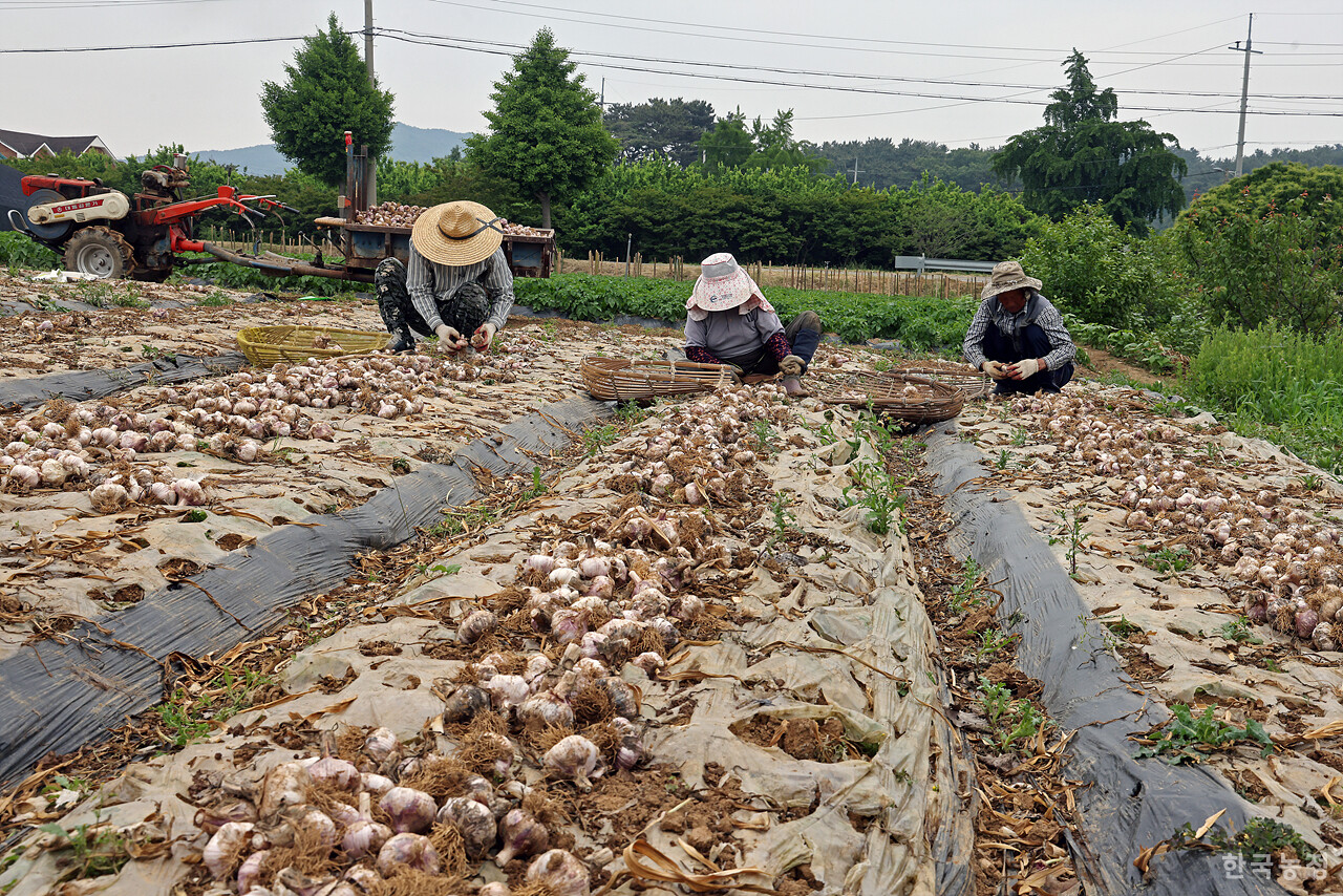 농민들이 지난달 말에 캐낸 마늘을 삼태기에 담고 있다.