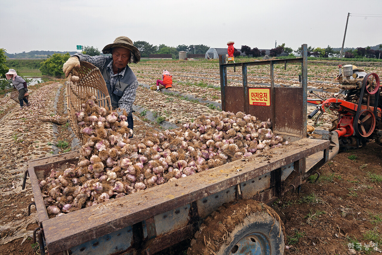 서산에서 마늘농사만 50년 넘게 지어온 지도안씨가 삼태기에 담긴 마늘을 경운기 적재함에 붓고 있다.
