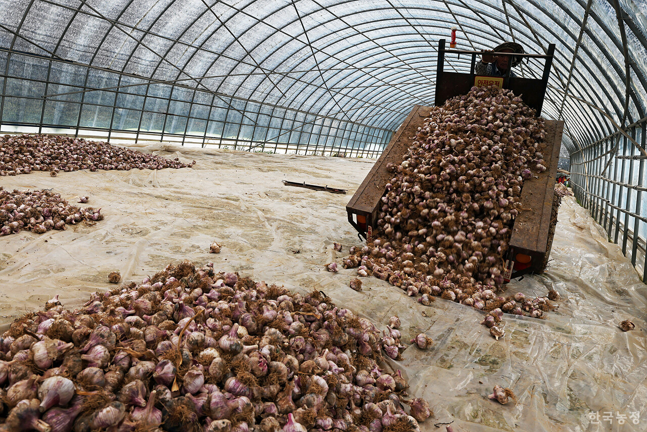 지씨가 적재함에 담겨 있던 마늘을 시설하우스에 쏟아내고 있다. 마늘은 이곳에서 한 달을 더 말린다.
