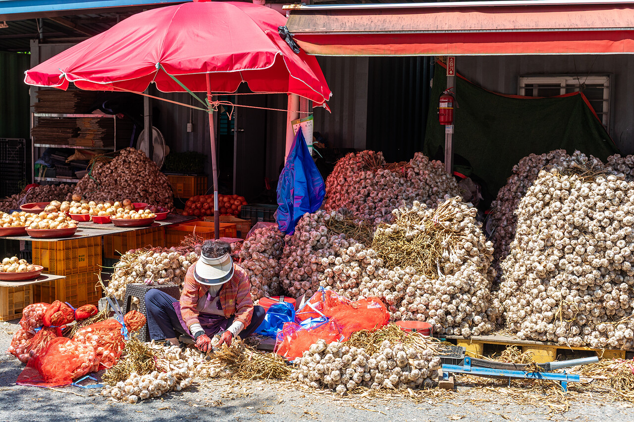 산더미 같은 마늘이다. 마늘 저장하려면 이때 사야 한다. 류관희 작가