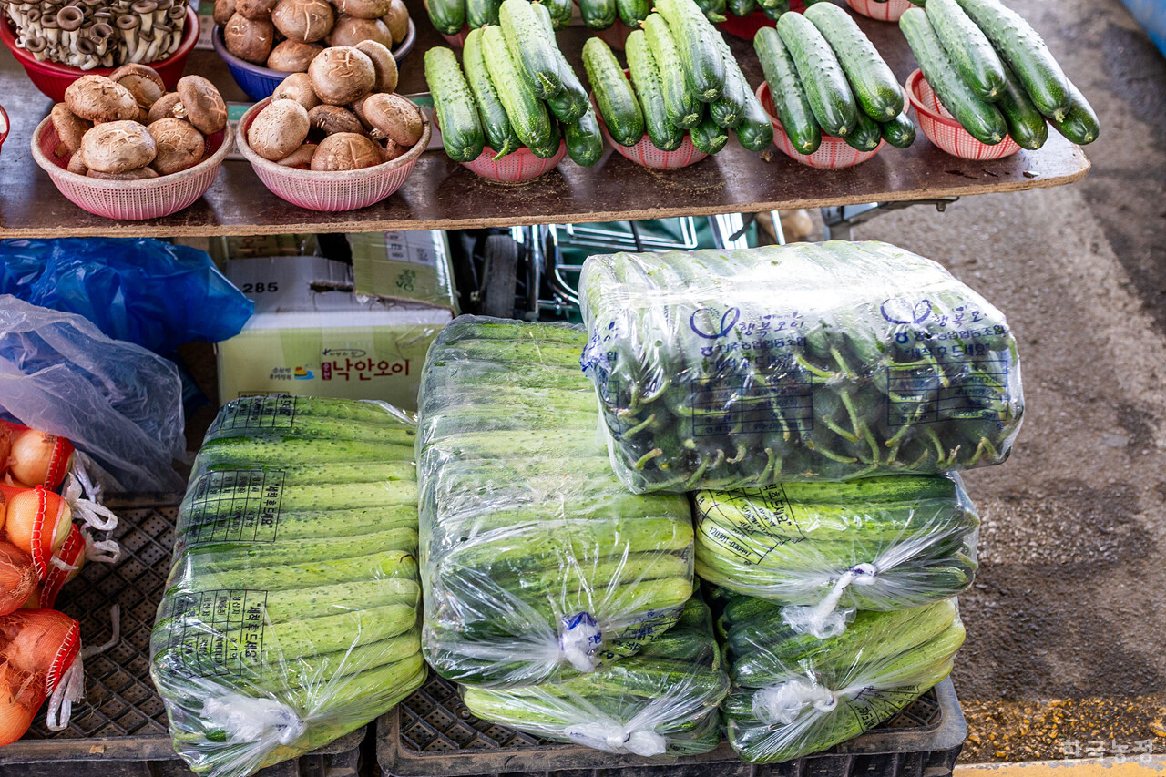 오이가 흔한 계절이 왔다. 한 접 사다가 오이지 담그면 여름 반찬 걱정이 없다. 류관희 작가