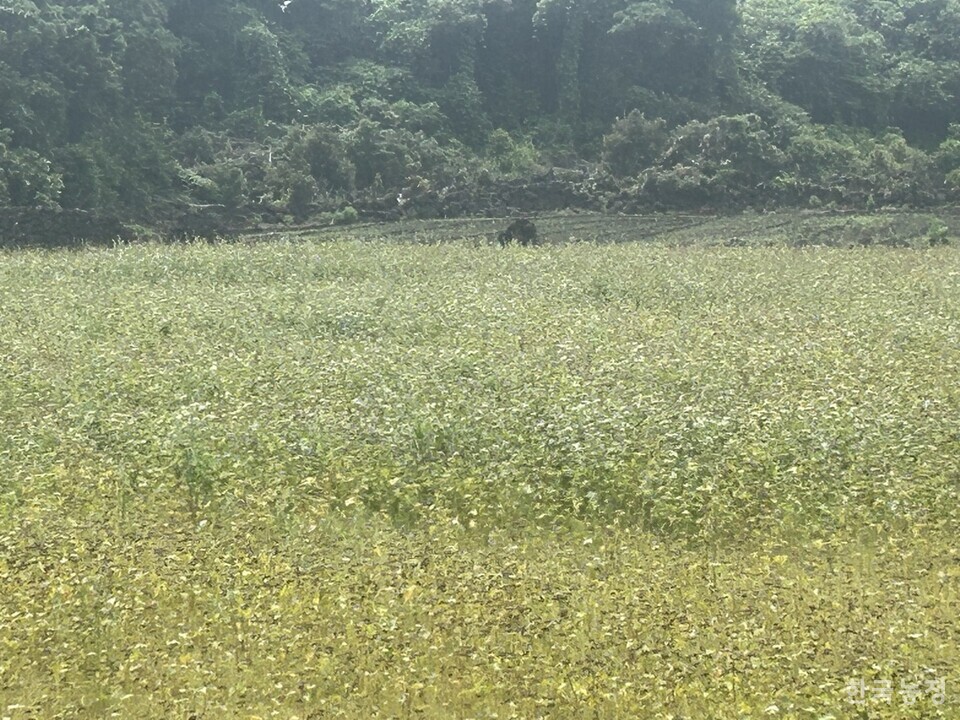 제주 서귀포시 성산읍 난산리 일원의 한 봄메밀 밭. 메밀이 누렇게 익어야 할 때지만 여전히 꽃이 피어 있다.