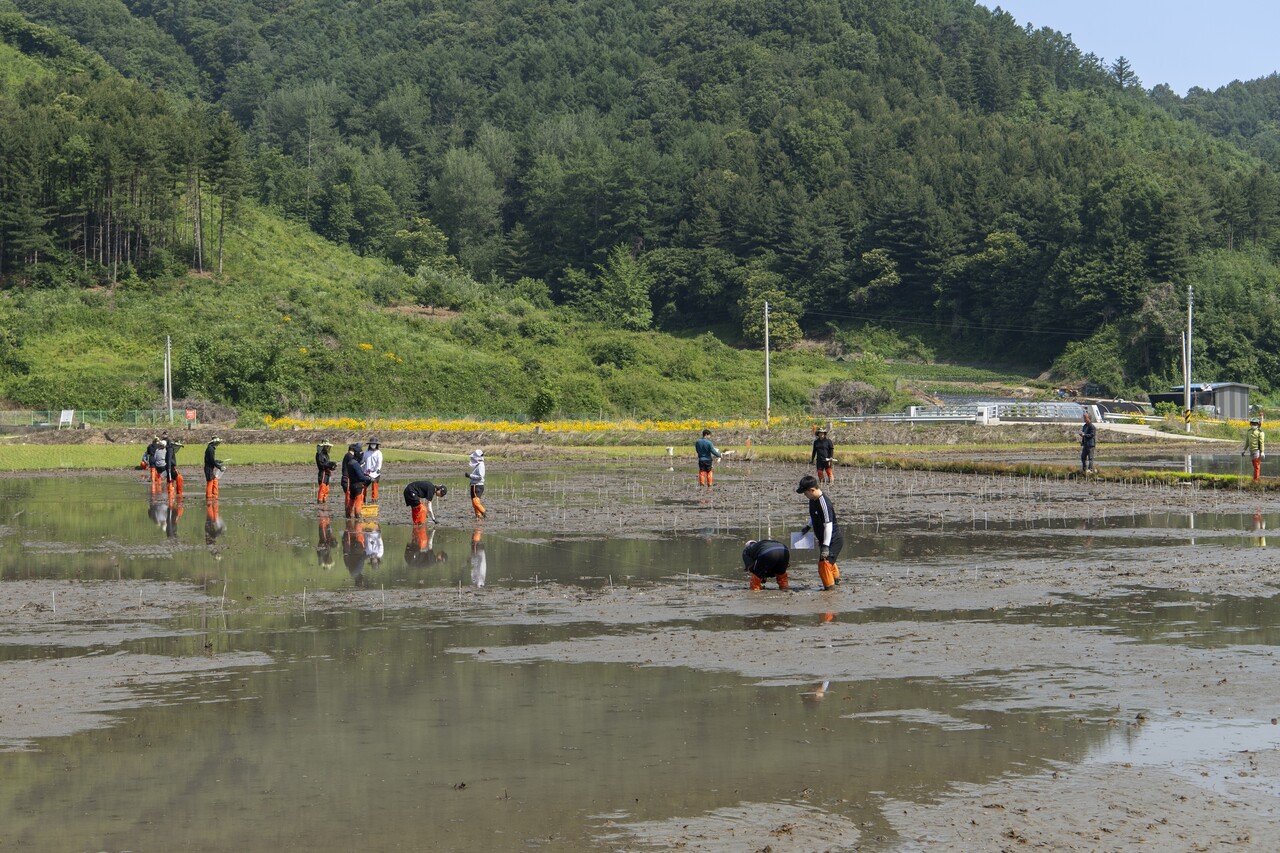 청년들이 모춤이 아니라 그림 도면을 들고 긴 빨대를 논바닥에 꽂는 작업에 고심 중이다.