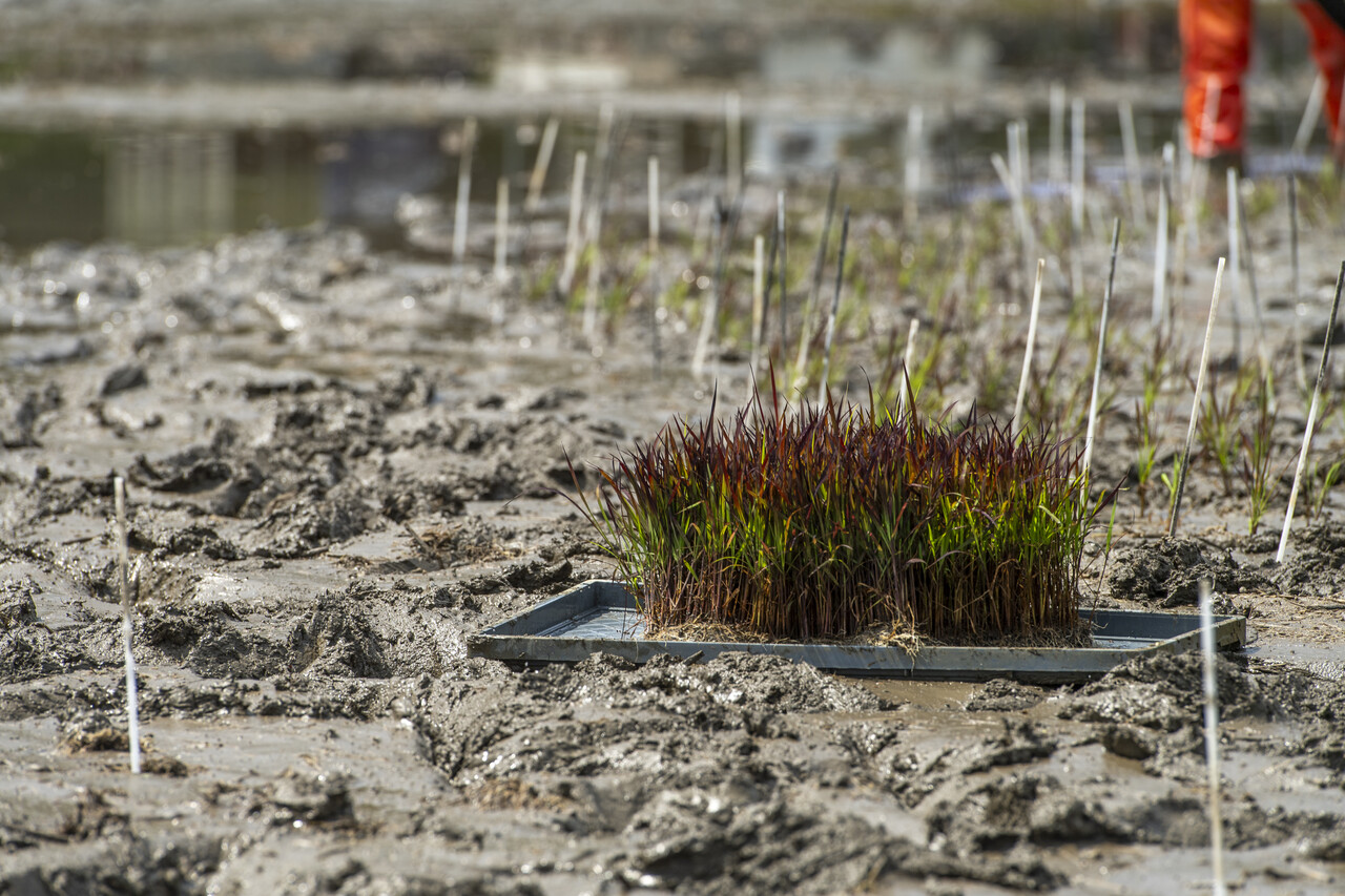 논그림에 이용되는 유색벼는 벼 이삭이 아니라 잎 색으로 고른다. 그래야 모내기를 하고 한 달쯤 후부터 그림을 볼 수 있다.