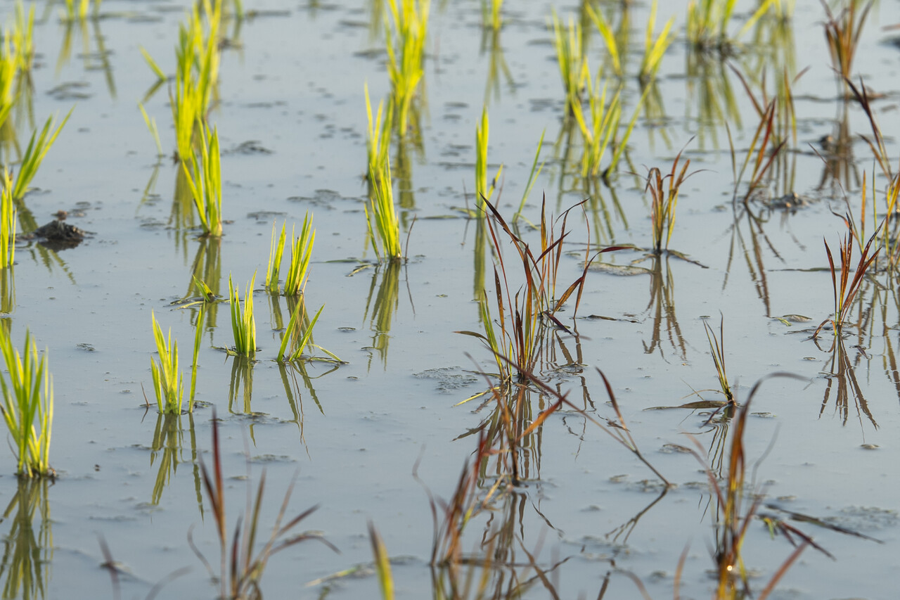 색색의 모춤들이 자기 자리를 잘 잡았다.