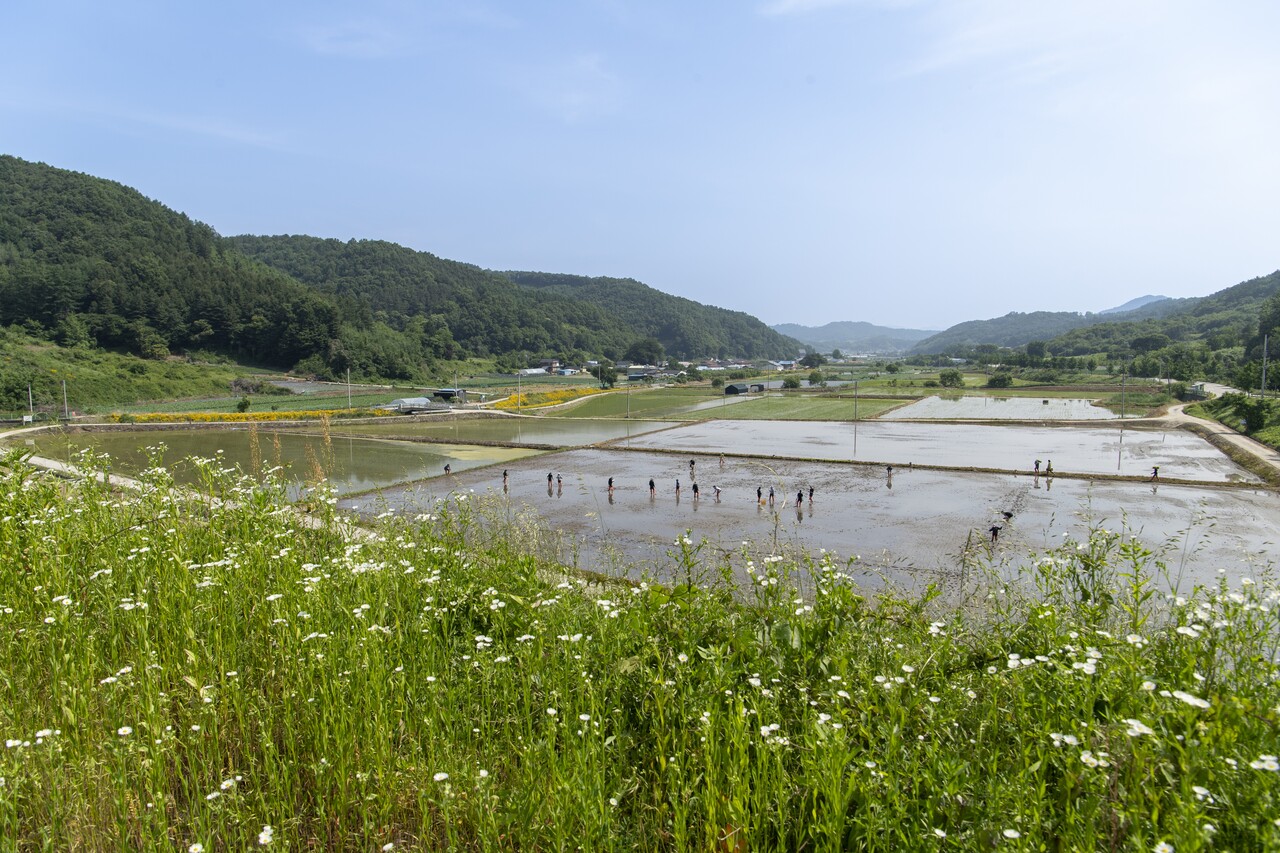 문광저수지 전망대에서 내려다보니 청년들의 주황색 장화가 바쁘게 움직이고 있다.