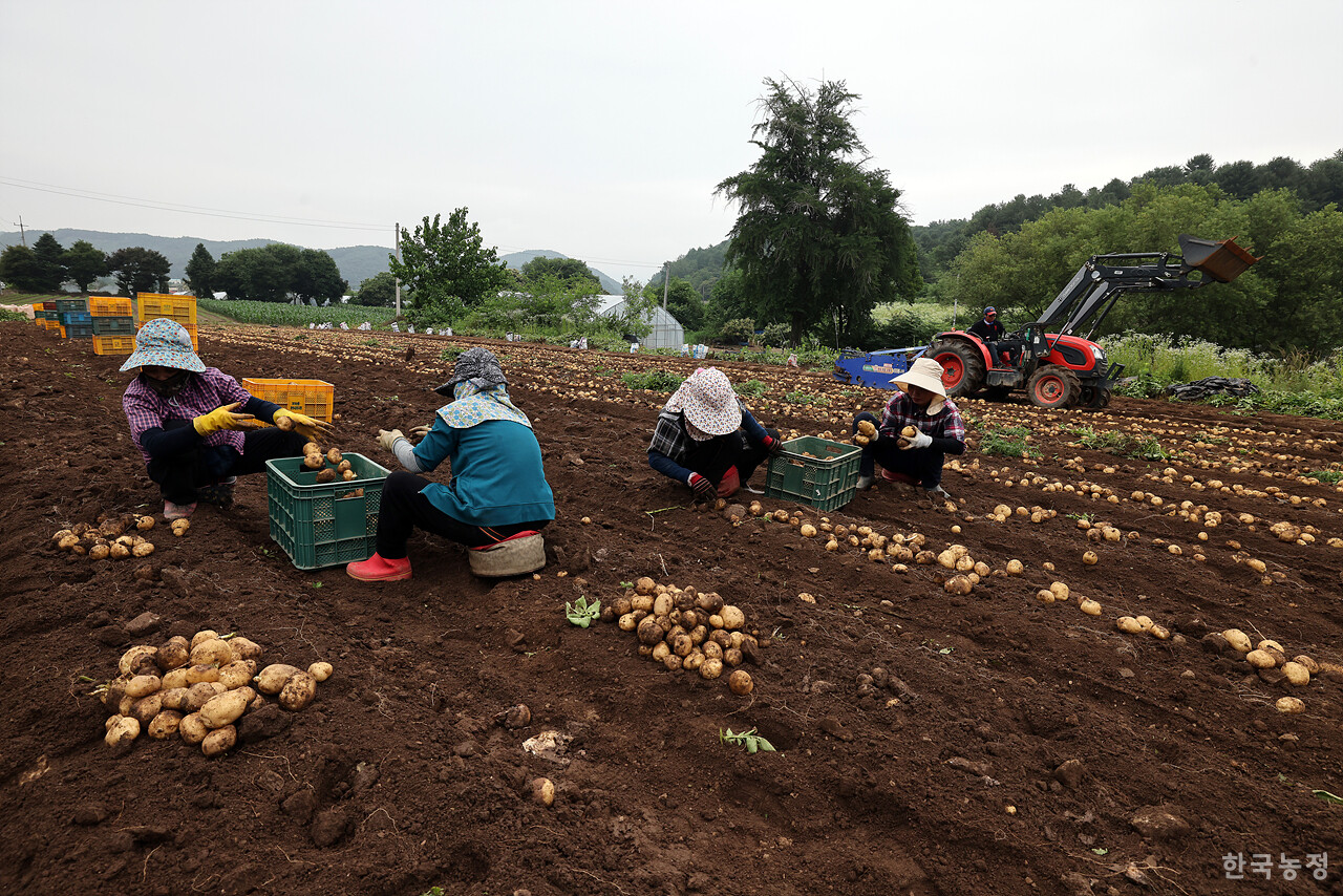 지난달 27일 강원 춘천시 서면 방동리 들녘에서 베트남에서 온 외국인노동자들이 땅속 작물 수확기가 캐낸 감자를 컨테이너 상자에 담고 있다.