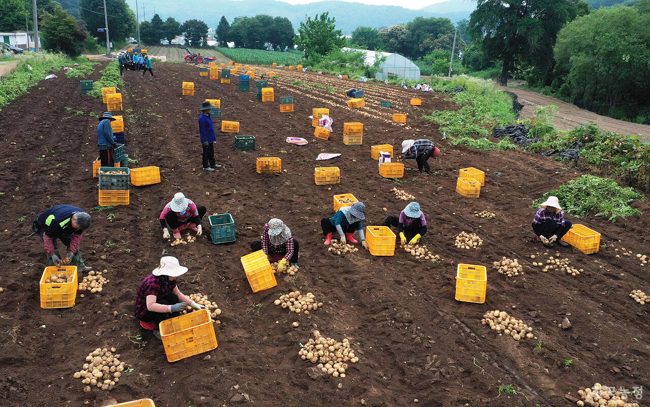 1000평 규모의 밭에서 감자를 캐고 담는데 3시간 정도 걸렸다.