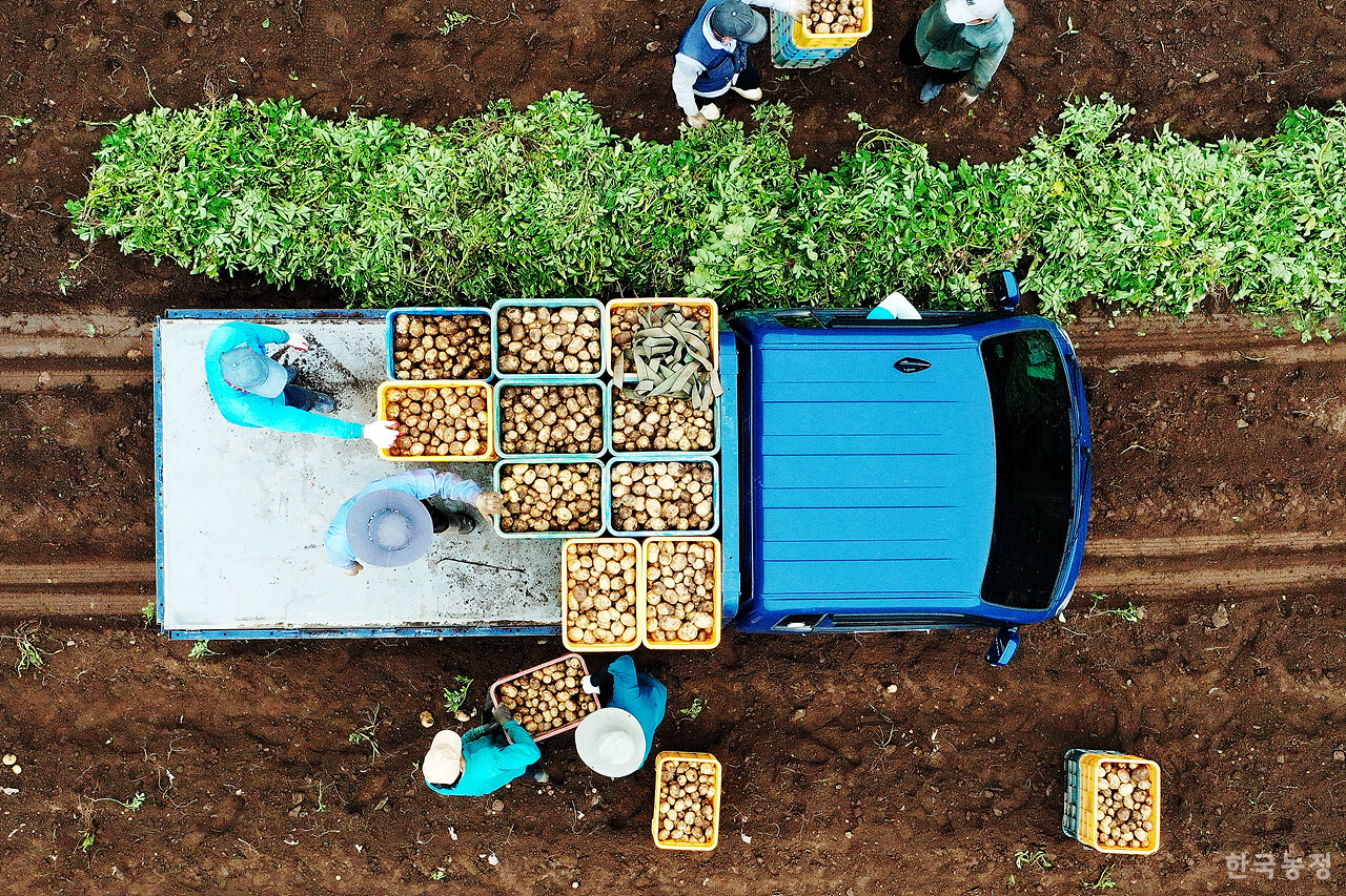 남성들이 컨테이너 상자에 담긴 감자를 트럭 적재함에 싣고 있다.