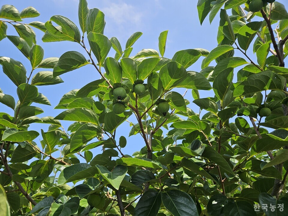 전남 영암군 금정면 아천리 한 떫은감 과원에 있는 떫은감 나무. 최근 극심한 낙과로 나무에 남은 과실이 30개를 넘기 어려울 정도로 적은 상태다. 
