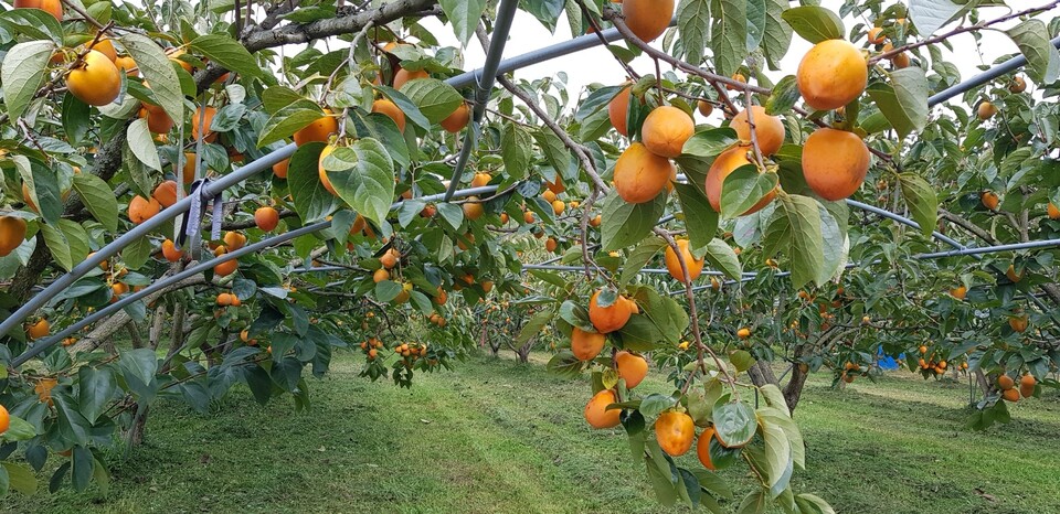 2024년 수확기 떫은감 모습. 36년생 이하면 과실이 최대 1000개까지도 열린다. 금정대봉감대책위원회 제공