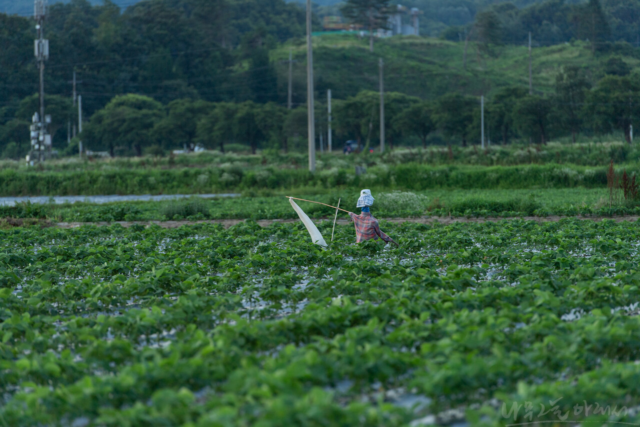 새벽 다섯 시, 콩밭의 허수아비가 새 쫓을 준비를 한다.