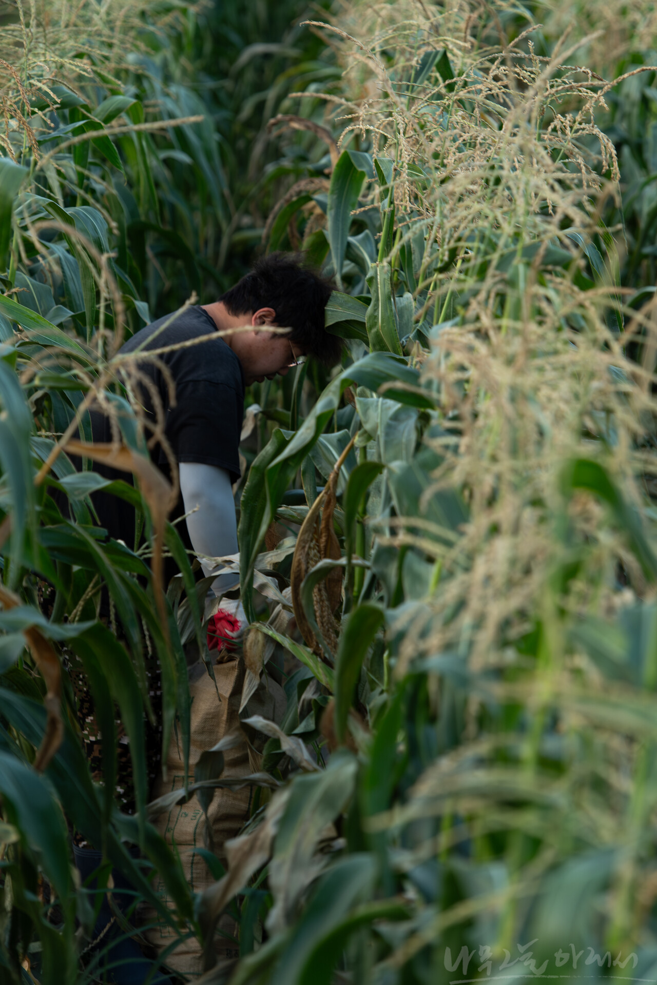 수확을 못 한 밭에서 지인들에게 나눠 줄 옥수수나마 거두어 보려고 한 청년농부가 작업을 하고 있었다.