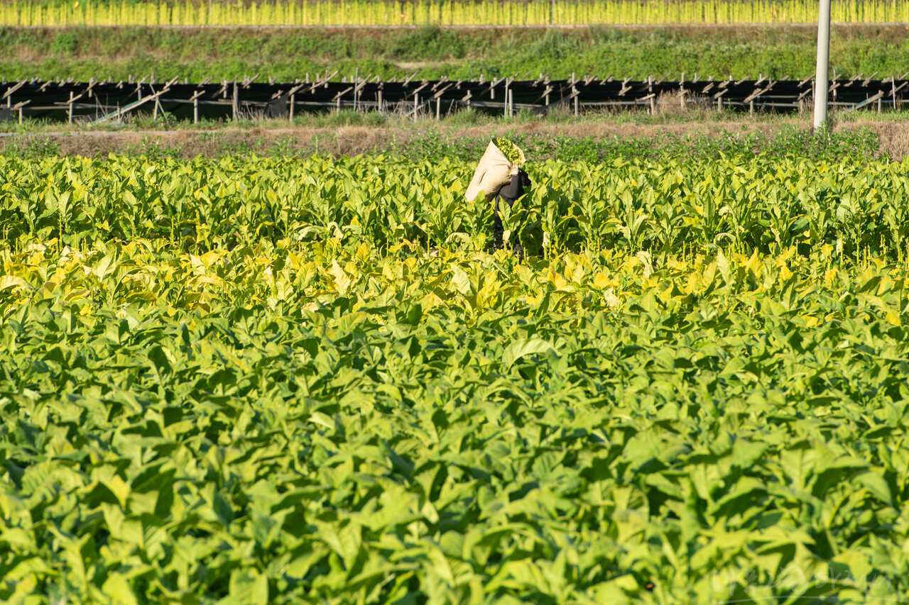 아침 일곱 시 반인데 벌써 뙤약볕이다. 아직 채 크지 않은 담뱃잎을 수확하고 있다.