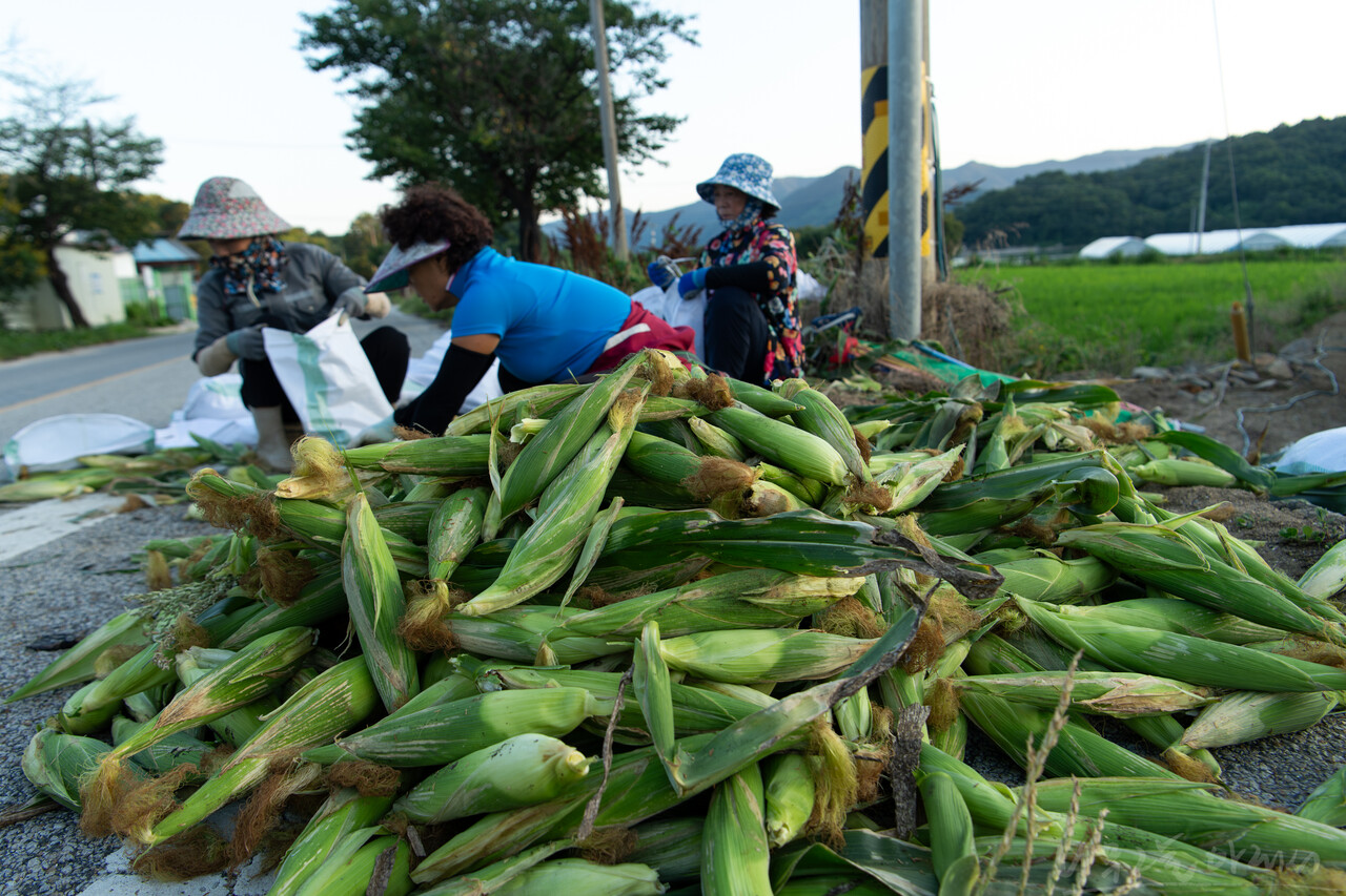 포대에 옥수수를 담는 여성농민의 표정이 밝지 않다.