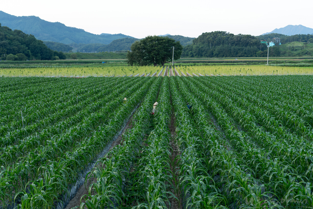 가을에 수확하려고 늦게 심은 옥수수 순치기가 한창이다.