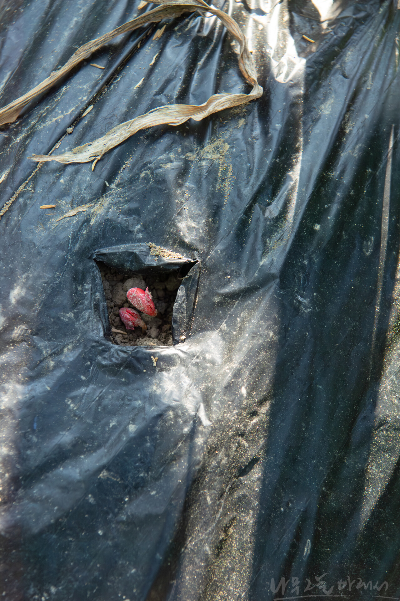 옥수숫대를 베어내기 전에 그 아래 콩을 심는다.