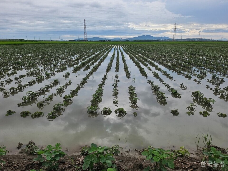 집중호우로 물에 잠긴 논콩 재배단지의 모습.