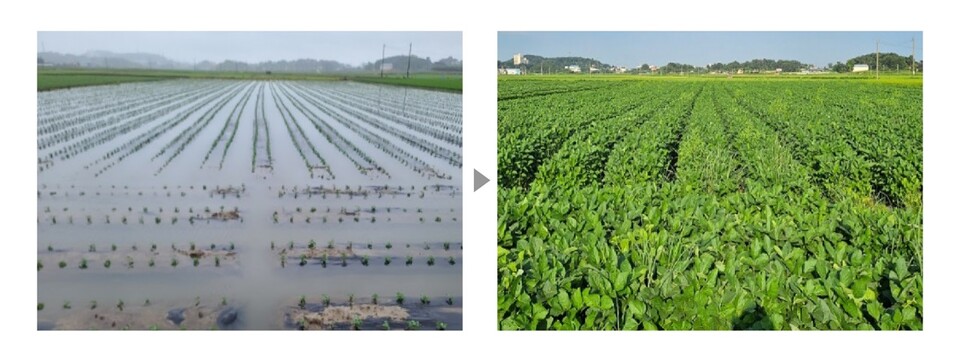 지난 2023년 전북 김제시의 침수 피해 논콩이 에코마이크로 처리 뒤 생육을 회복한 모습. 팜한농 제공