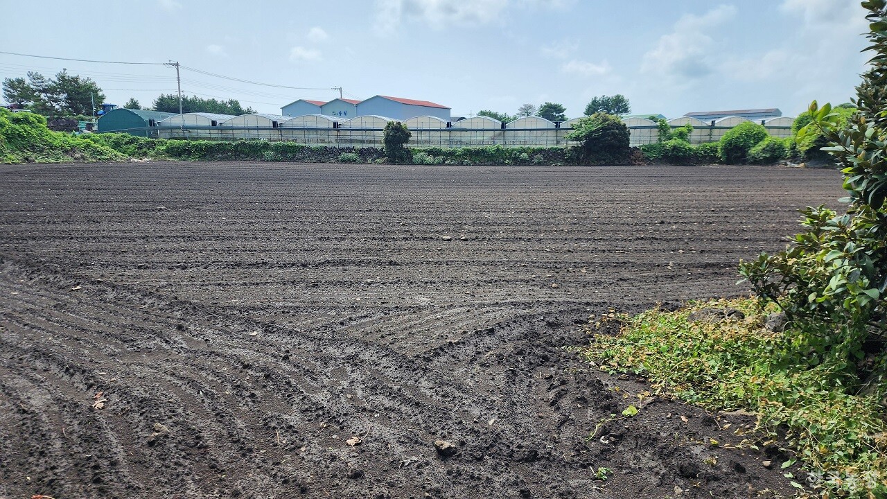 지난해 8월 19일 제주특별자치도 제주시 구좌읍 종달리 당근밭의 모습. 평년보다 20여일 늦게 발아가 시작됐으나, 육안으로 보이지 않을 만큼 식물체의 크기가 작은 상태다.