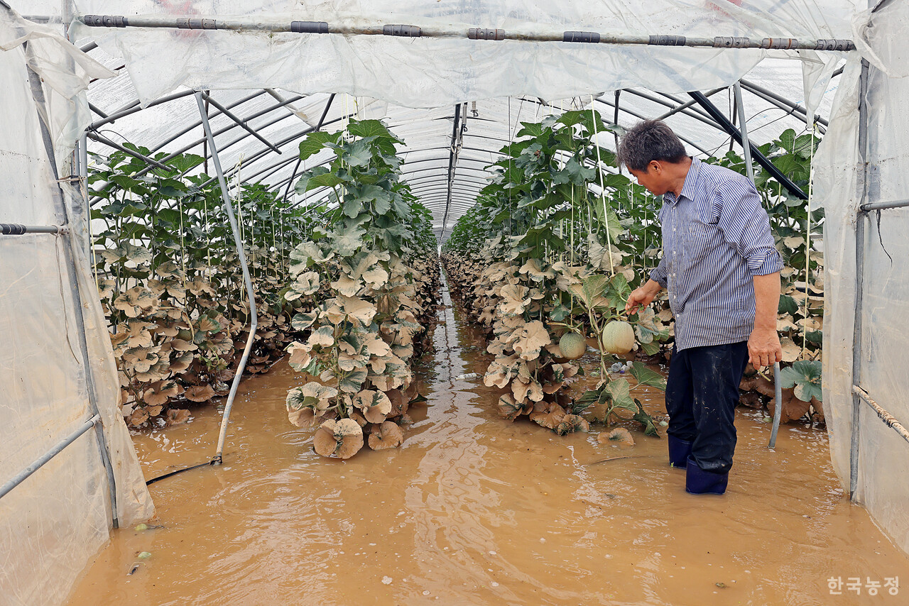 수해를 입은 장동진씨가 지난달 18일 물이 덜 빠진 하우스를 살펴보고 있다.