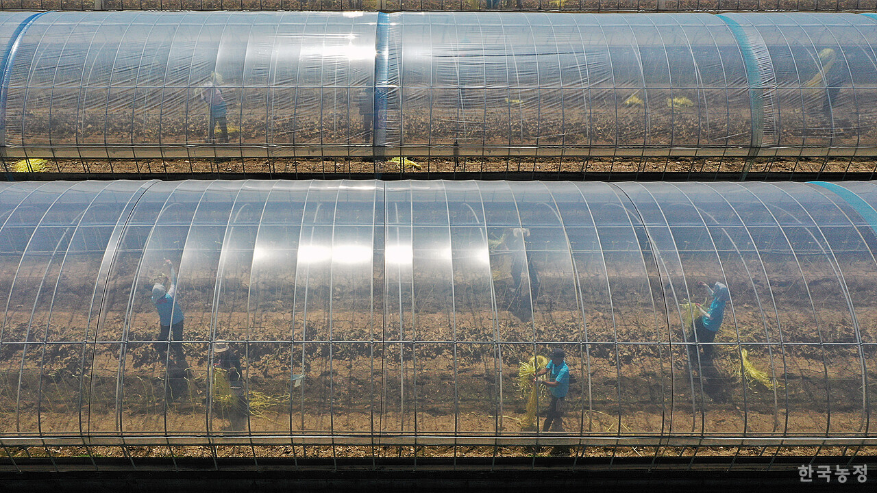 이날 약 20개 동의 하우스에서 수해 복구 작업이 이뤄졌다.