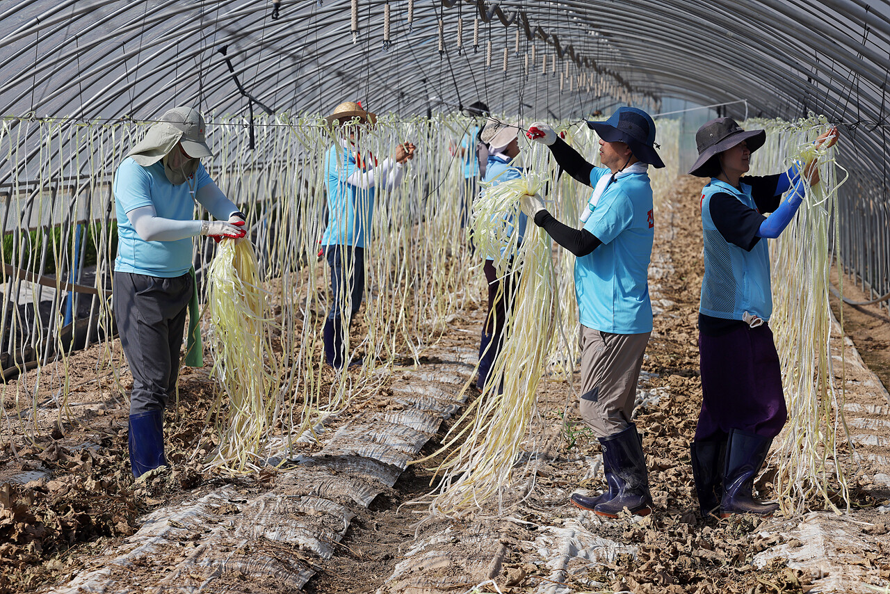 시민들이 침수된 하우스에서 농자재 및 농작물 철거 작업을 하고 있다.