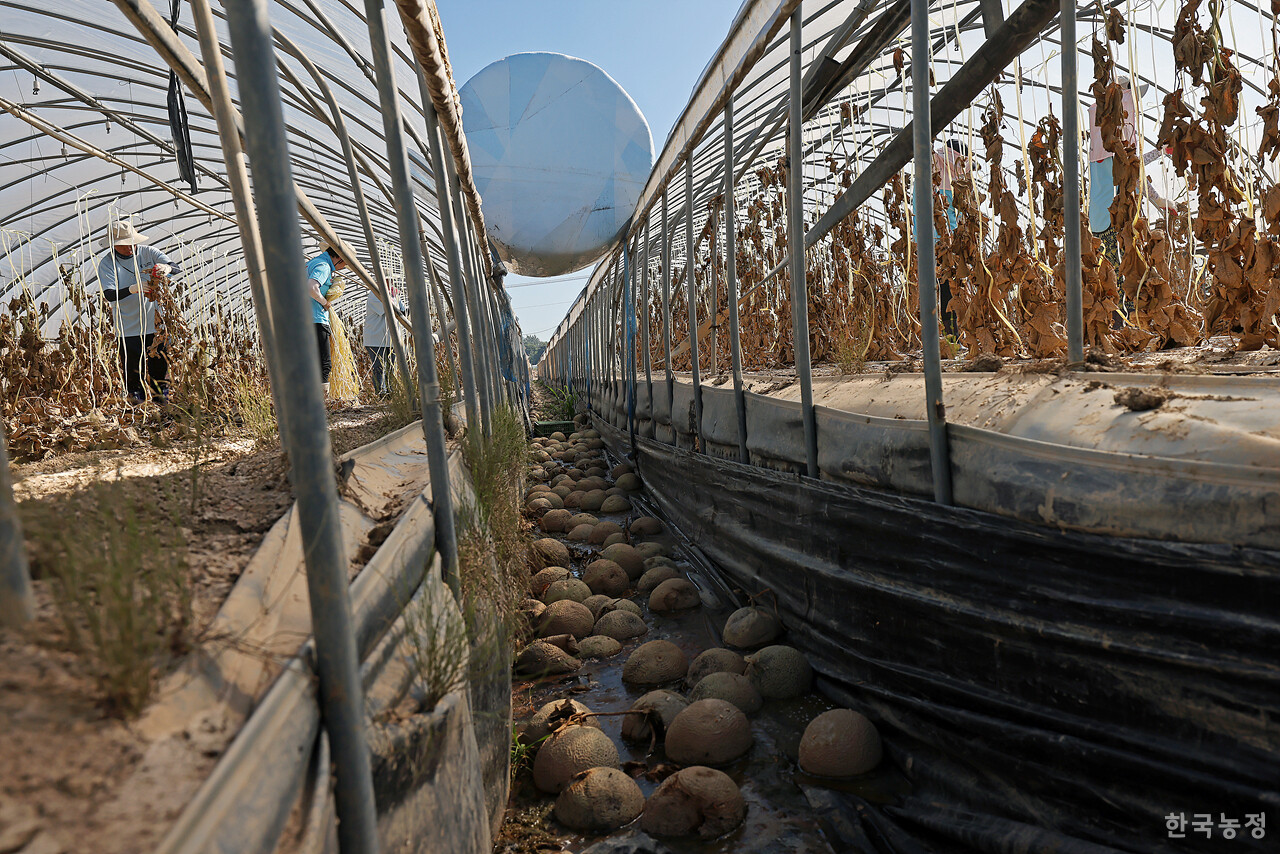 침수 당시 물살에 떠내려온 곤포사일리지가 하우스 위에 놓여 있다.