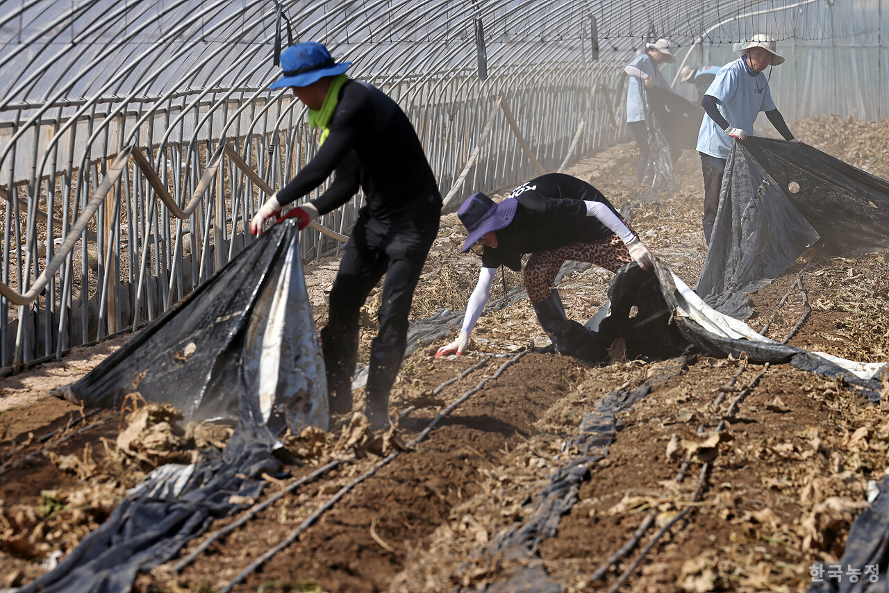 시민들이 폐비닐을 걷어 내고 있다.