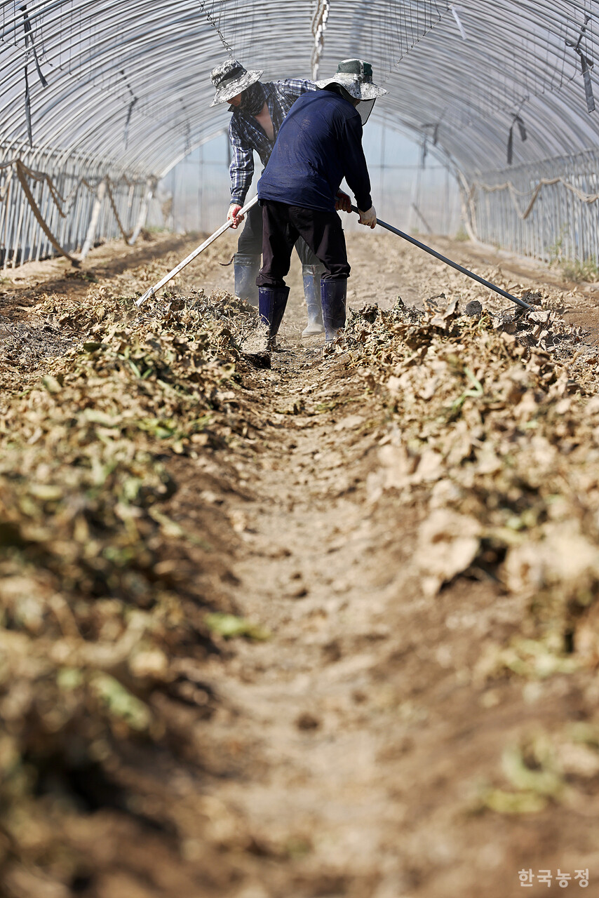 하우스에서 바싹 마른 멜론 줄기를 시민들이 한곳으로 모으고 있다.