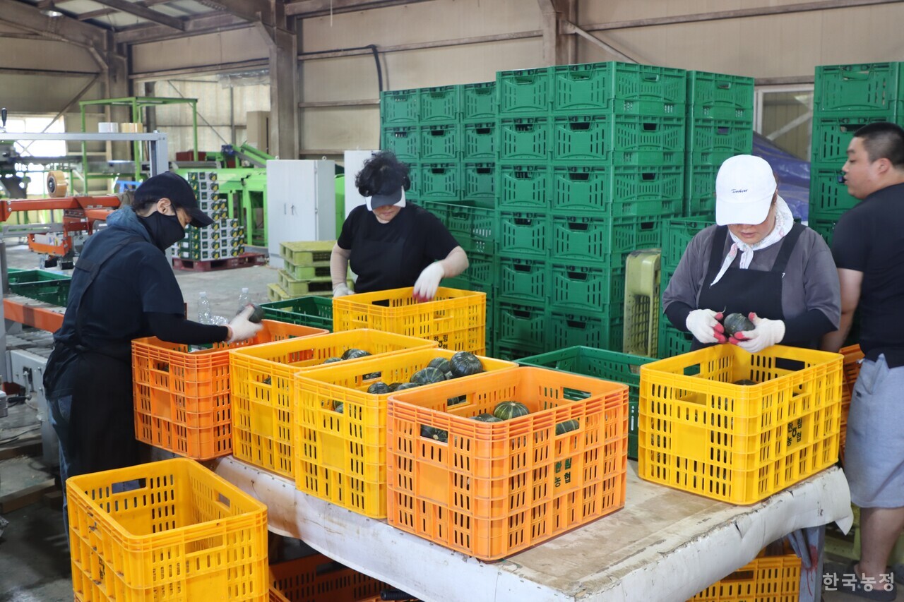 지난달 21일 제주 한림농협 유통사업소에서 직원들이 단호박 선별 작업을 진행하고 있다.