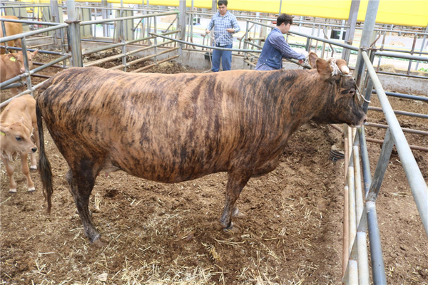 칡한우 모색 발현 조사를 실시 중인 모습. 강원특별자치도 제공