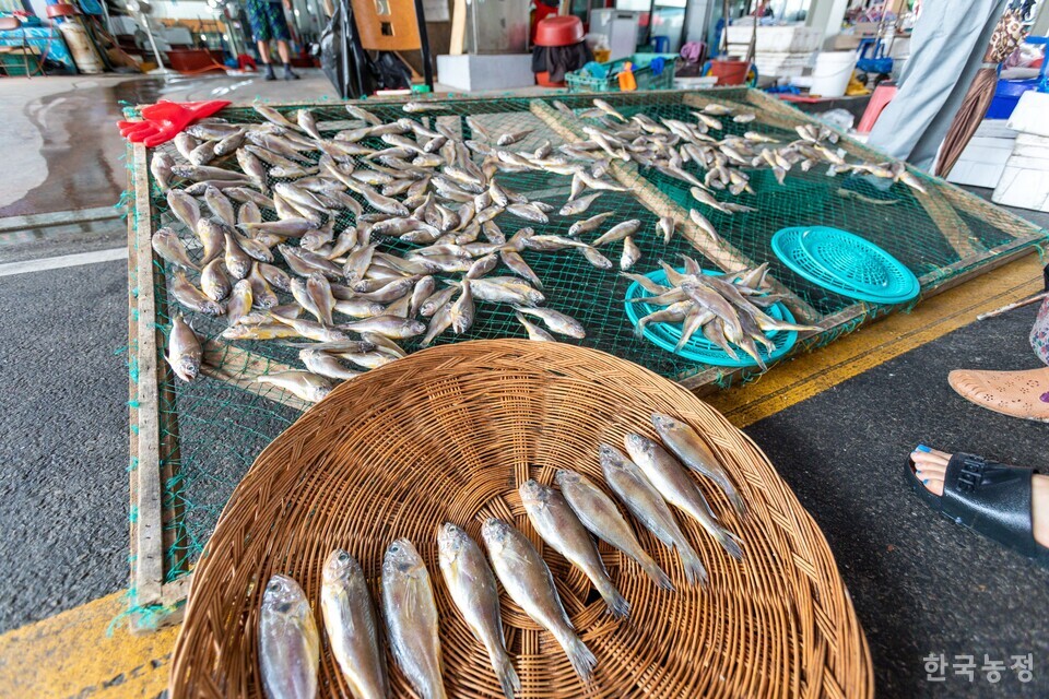 한 사람이 두 마리씩은 먹어야 할 크기의 조기들을 말리면서 팔고 있다. 